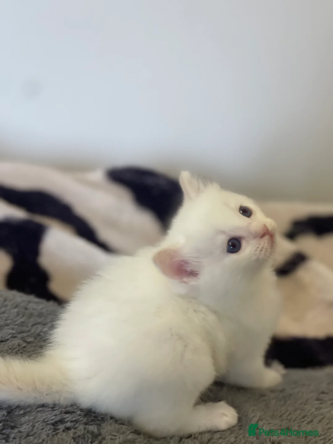 Ragdoll cats for sale: VERY RARE CREAM FLARE BICOLOUR RAGDOLL KITTEN - Advert 4