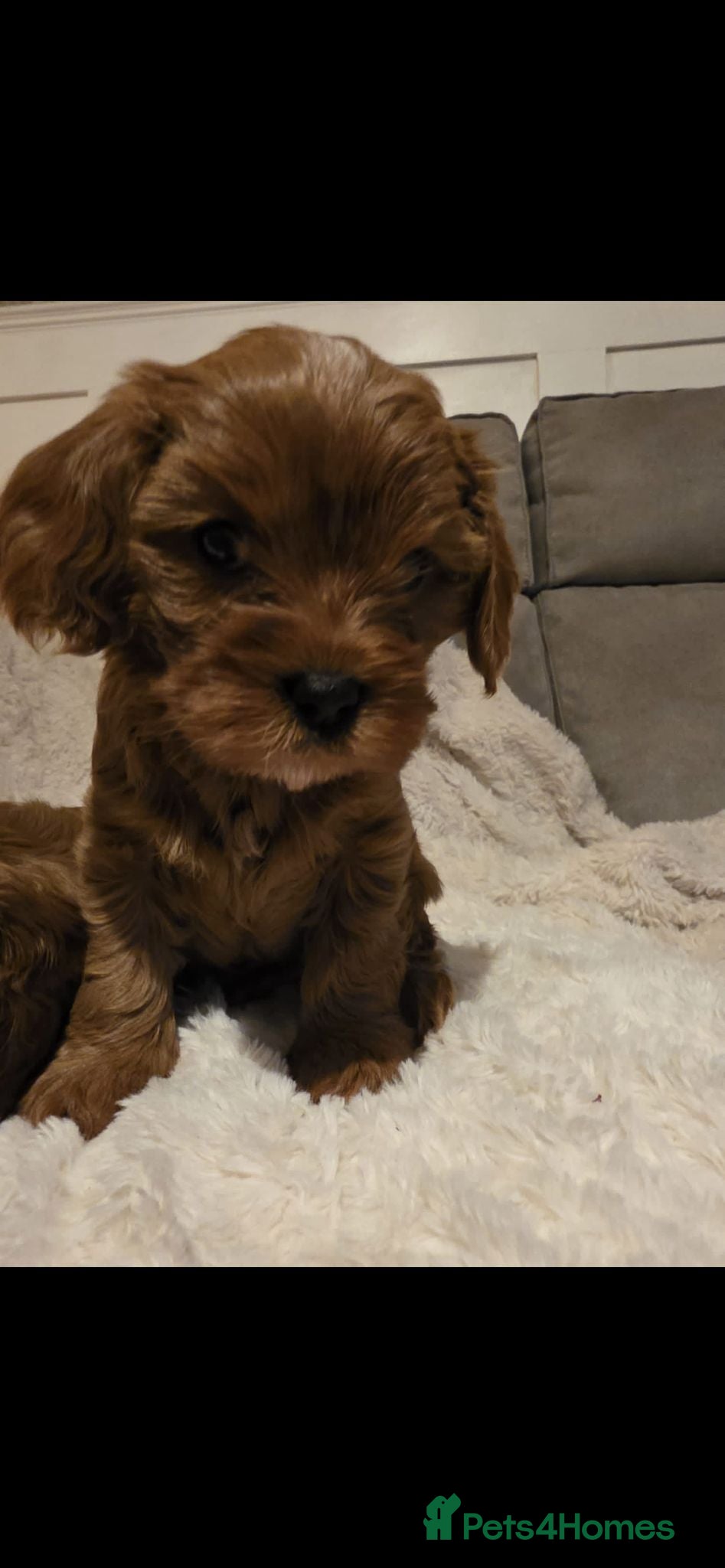 Cavapoo dogs ⭐️ BEAUTIFUL CAVAPOO PUPPIES⭐️ - Advert 5