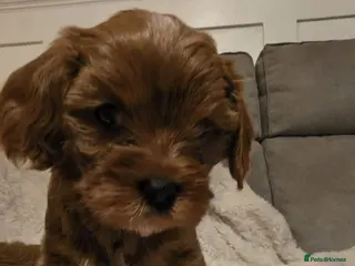 Cavapoo dogs ⭐️ BEAUTIFUL CAVAPOO PUPPIES⭐️ - Advert 5