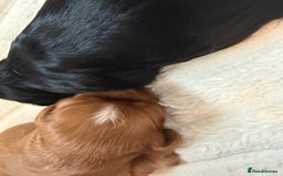 Cavalier King Charles Spaniel dogs for sale: Ruby boys kc cavalier King Charles puppies  - Image 32
