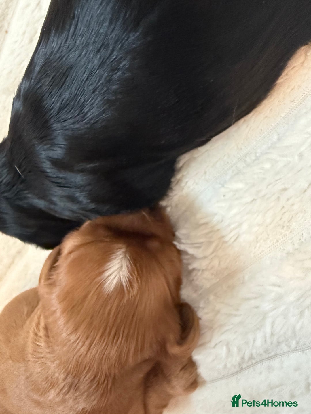 Cavalier King Charles Spaniel dogs for sale: Ruby boys kc cavalier King Charles puppies  - Image 32