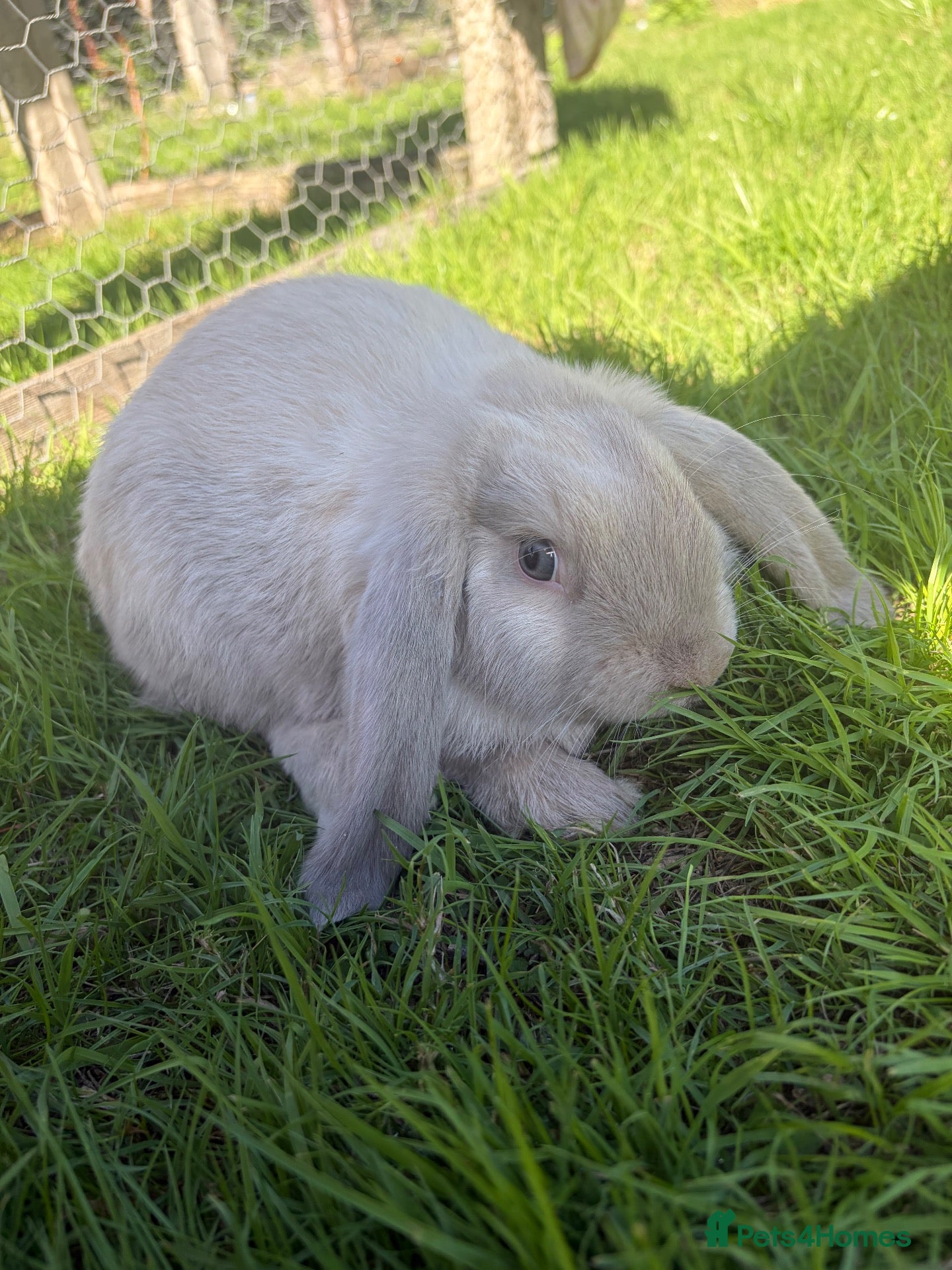 Mini Lop rabbits 1 beautiful mini lop - Advert 13