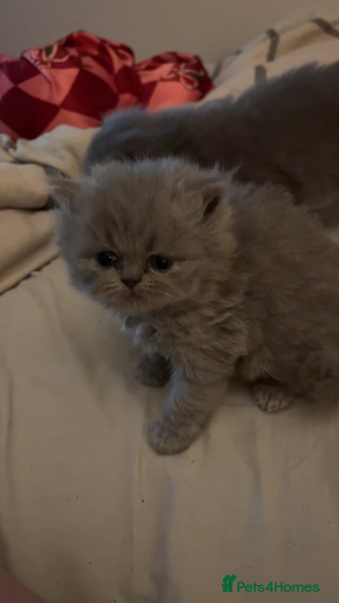 Persian cats for sale: 3 Persian kittens  - Advert 8