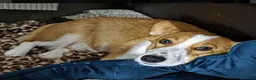 Welsh Corgi Pembroke dogs for sale: Qualifed Pembroke Welsh Corgi puppies in Liverpool - Advert 9