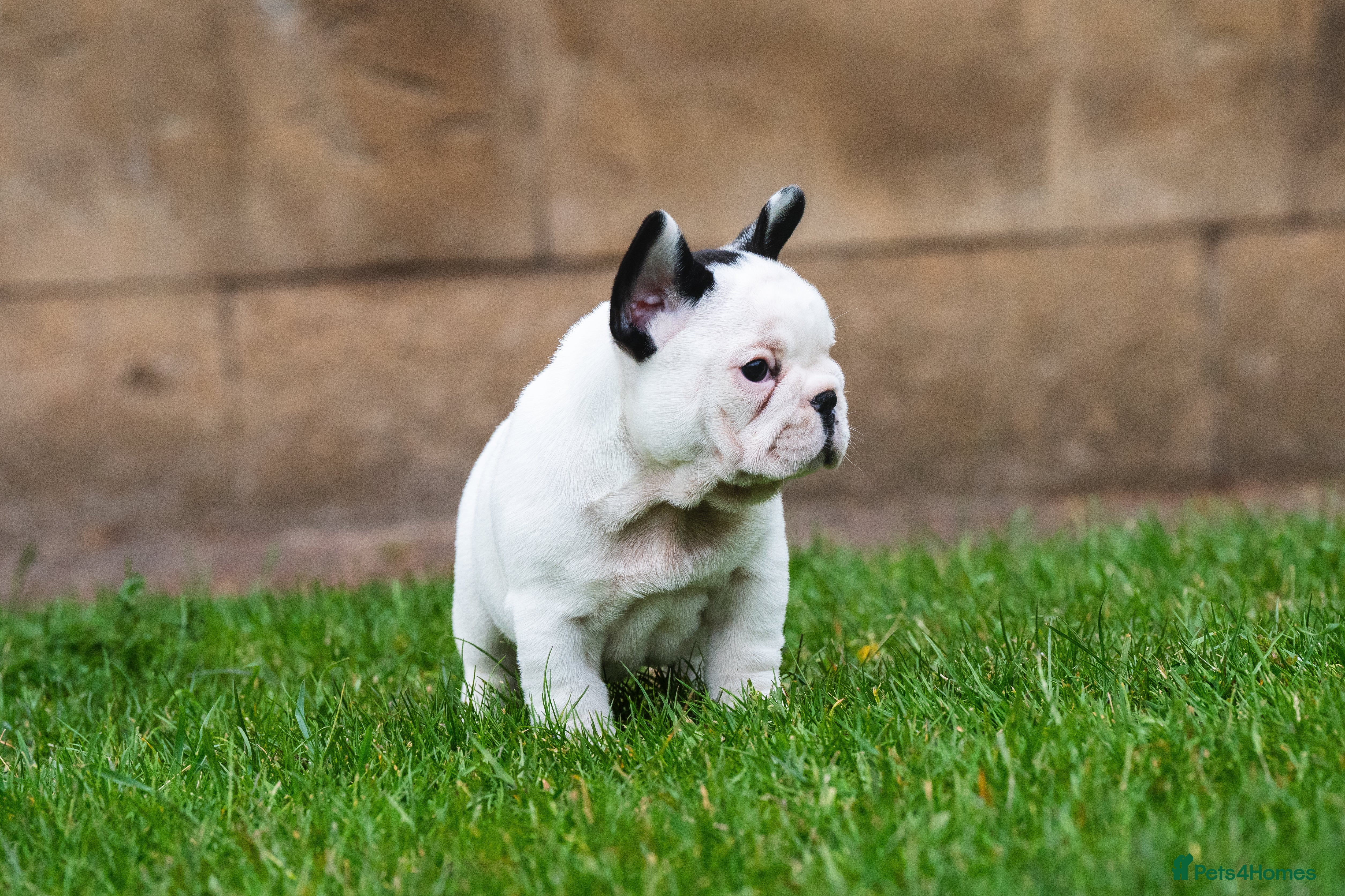 French Bulldog dogs for sale: KC fully health genetic & tested puppies - Advert 8