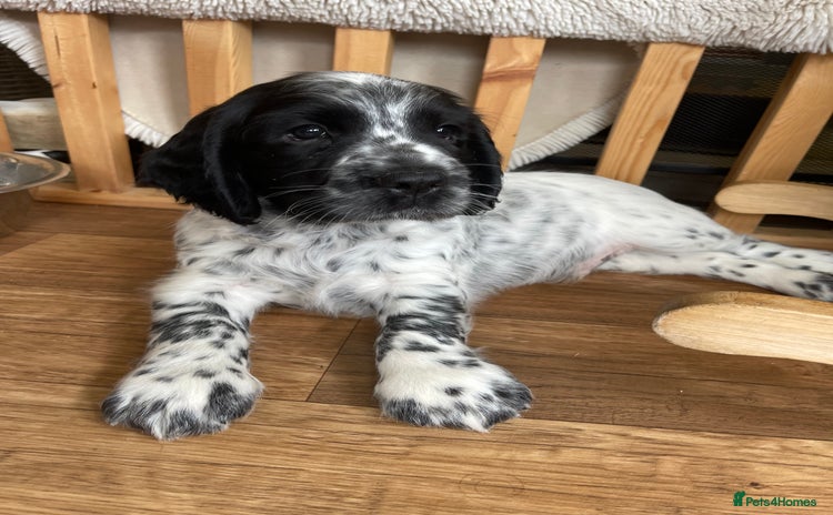 Sprocker dogs - Advert 3