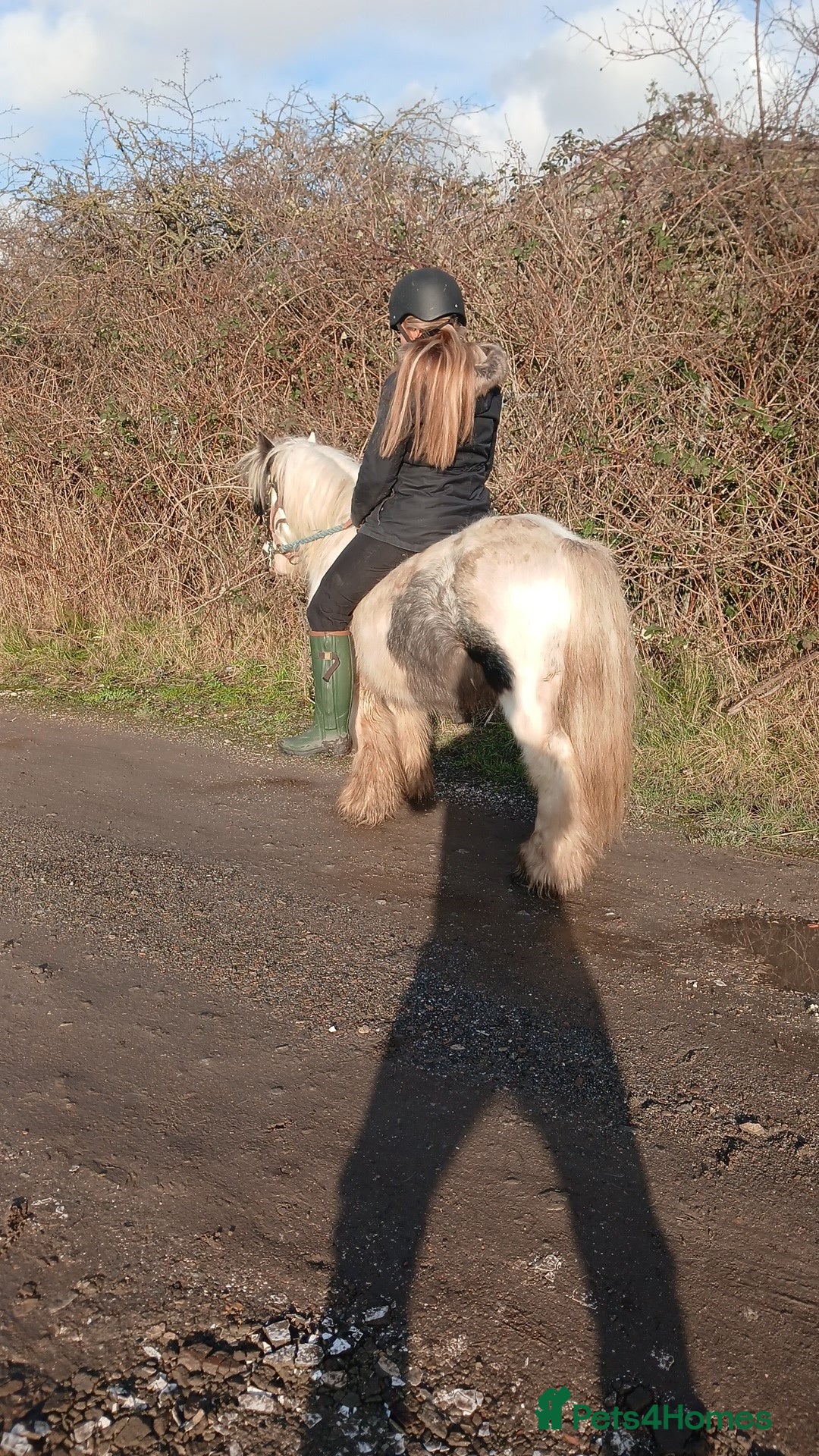 Irish Cob horses for sale: Ride and drive gelding  - Advert 5
