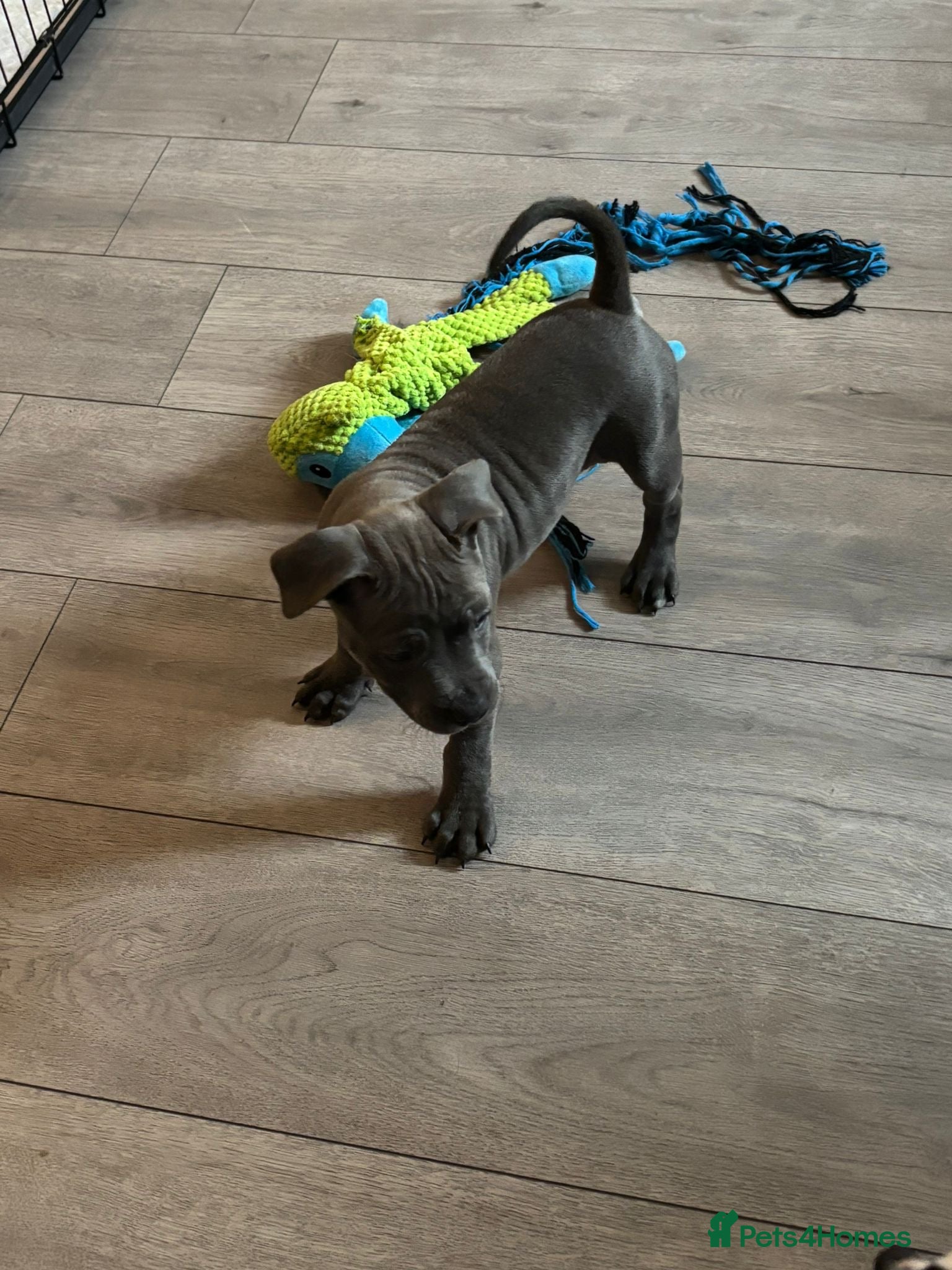 Staffordshire Bull Terrier dogs for sale: Last girl to go.  - Advert 6