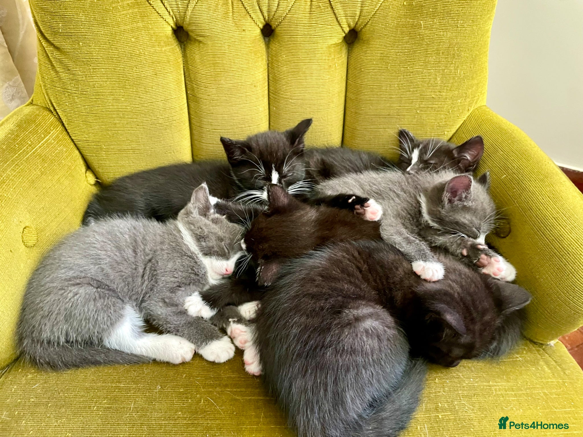 Mixed Breed cats Lovely half British shorthair half Russian blue  - Advert 2
