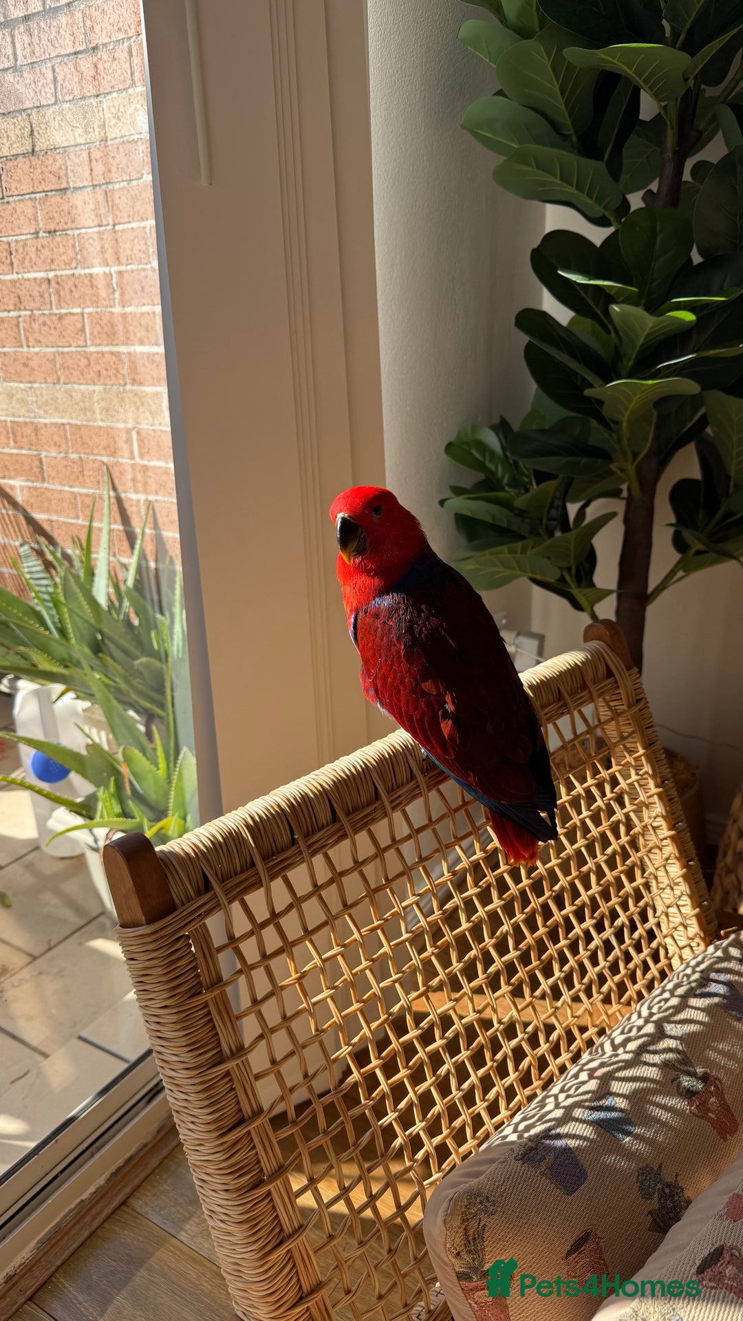 Parrots birds for sale: Beautiful Eclectus Parrot for sale  - Advert 4
