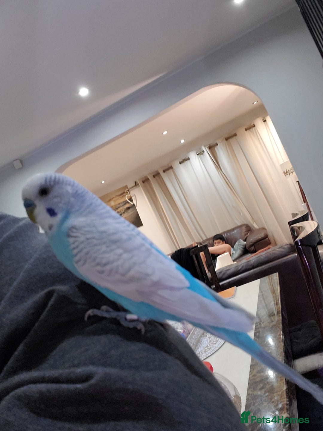 Budgerigars birds for sale: 4 budgies for sale, CHEAP and URGENT ❤ - Advert 4
