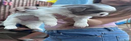Shih Tzu dogs for sale: Imperial Shih Tzu  in Brixham - Advert 5