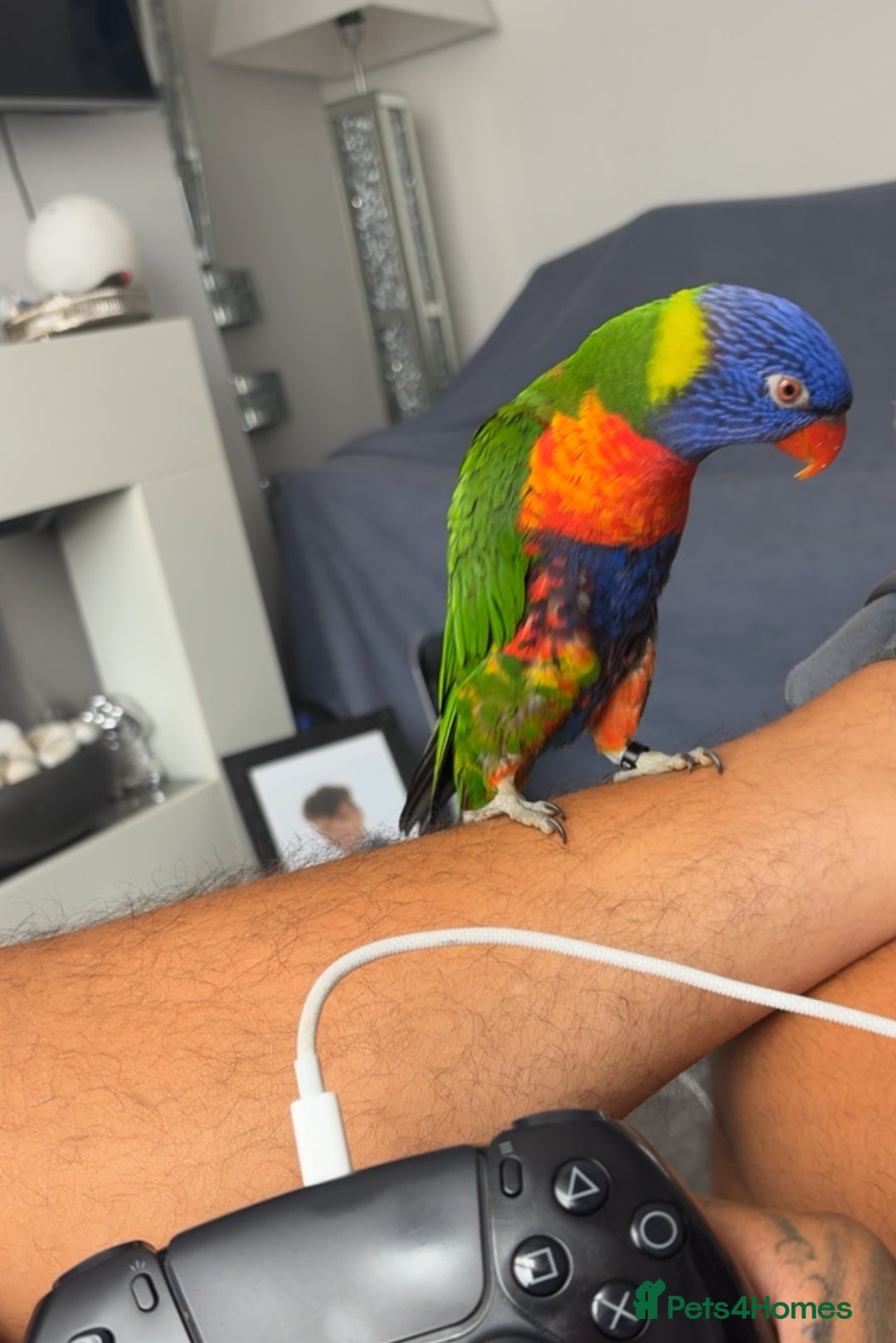 Lorikeets birds for sale: RAINBOW LORIKEET (called blu)  - Image 3