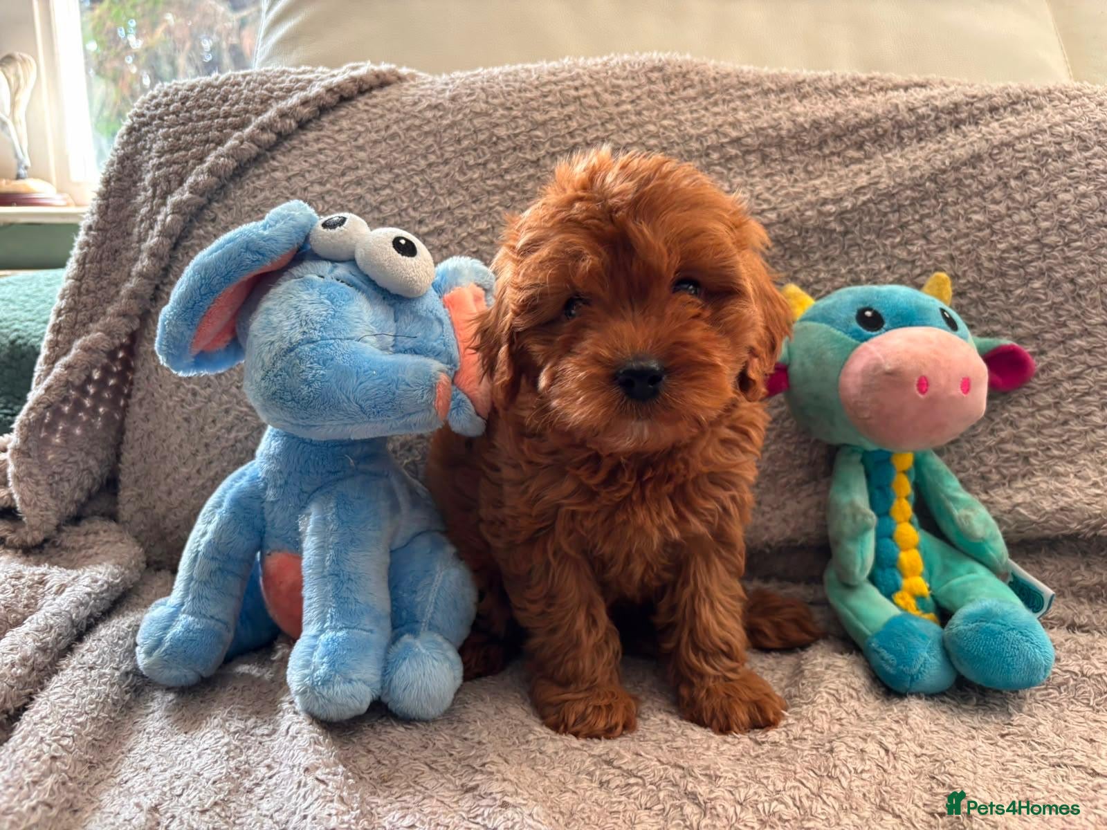 Cavapoo dogs Stunning Tiny red Cavapoo Ready Now - Advert 1