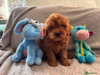 Cavapoo dogs Stunning Tiny red Cavapoo Ready Now - Advert 1