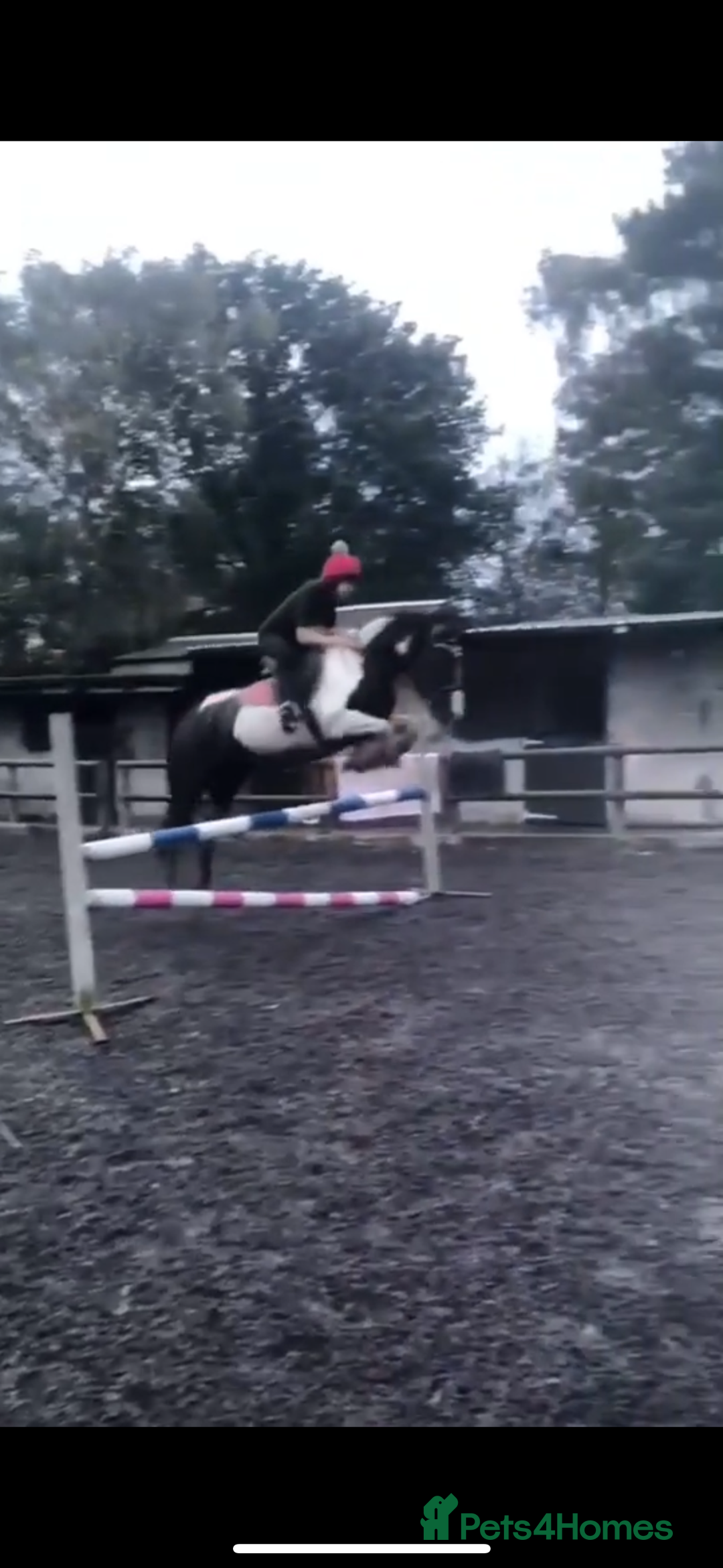 Other Breed horses for sale: Lady athena - Advert 18