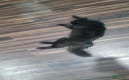 Persian cats for sale: lovely house cats ready for adoption - Image 2