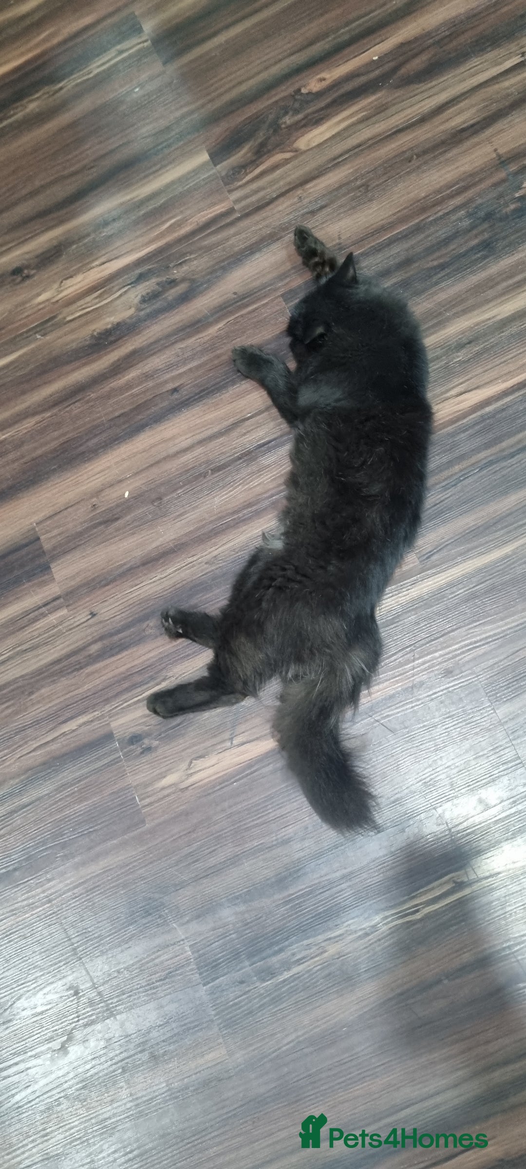 Persian cats for sale: lovely house cats ready for adoption - Image 2