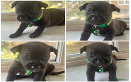 Mixed Breed dogs for sale: Staffy x Belgian Malinos  - Image 9