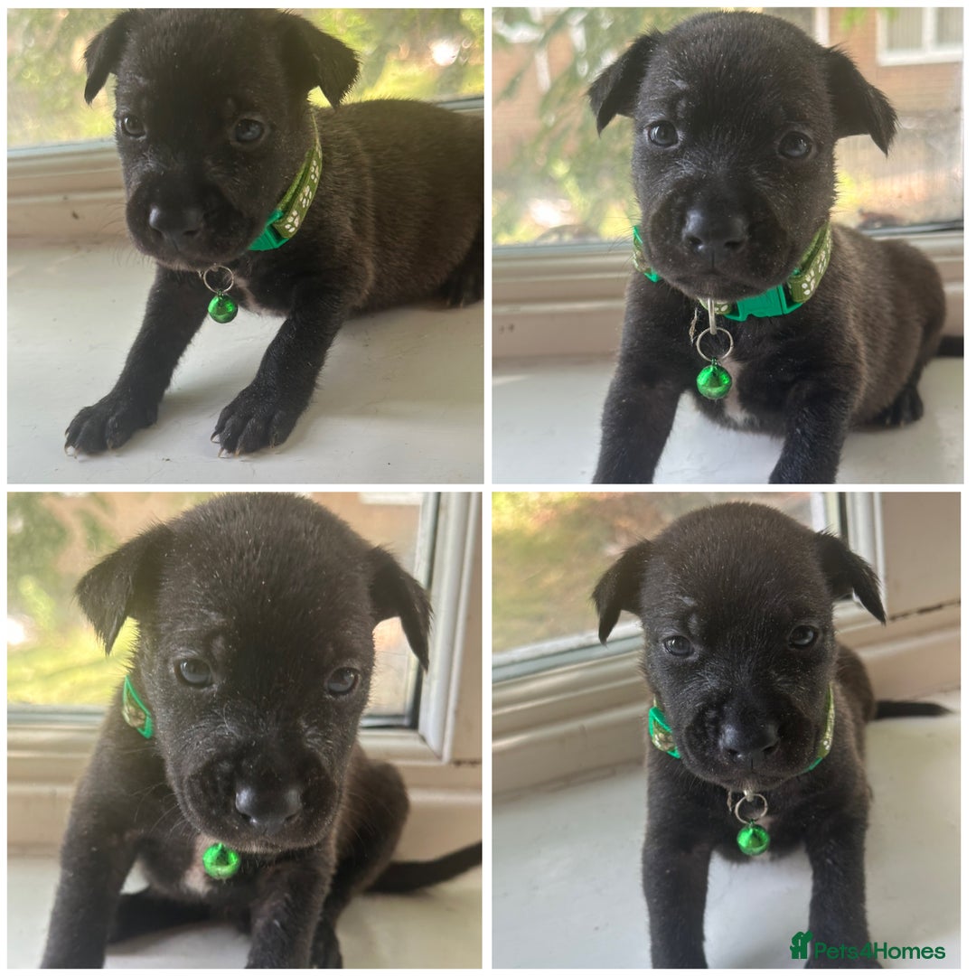 Mixed Breed dogs for sale: Staffy x Belgian Malinos  - Image 9