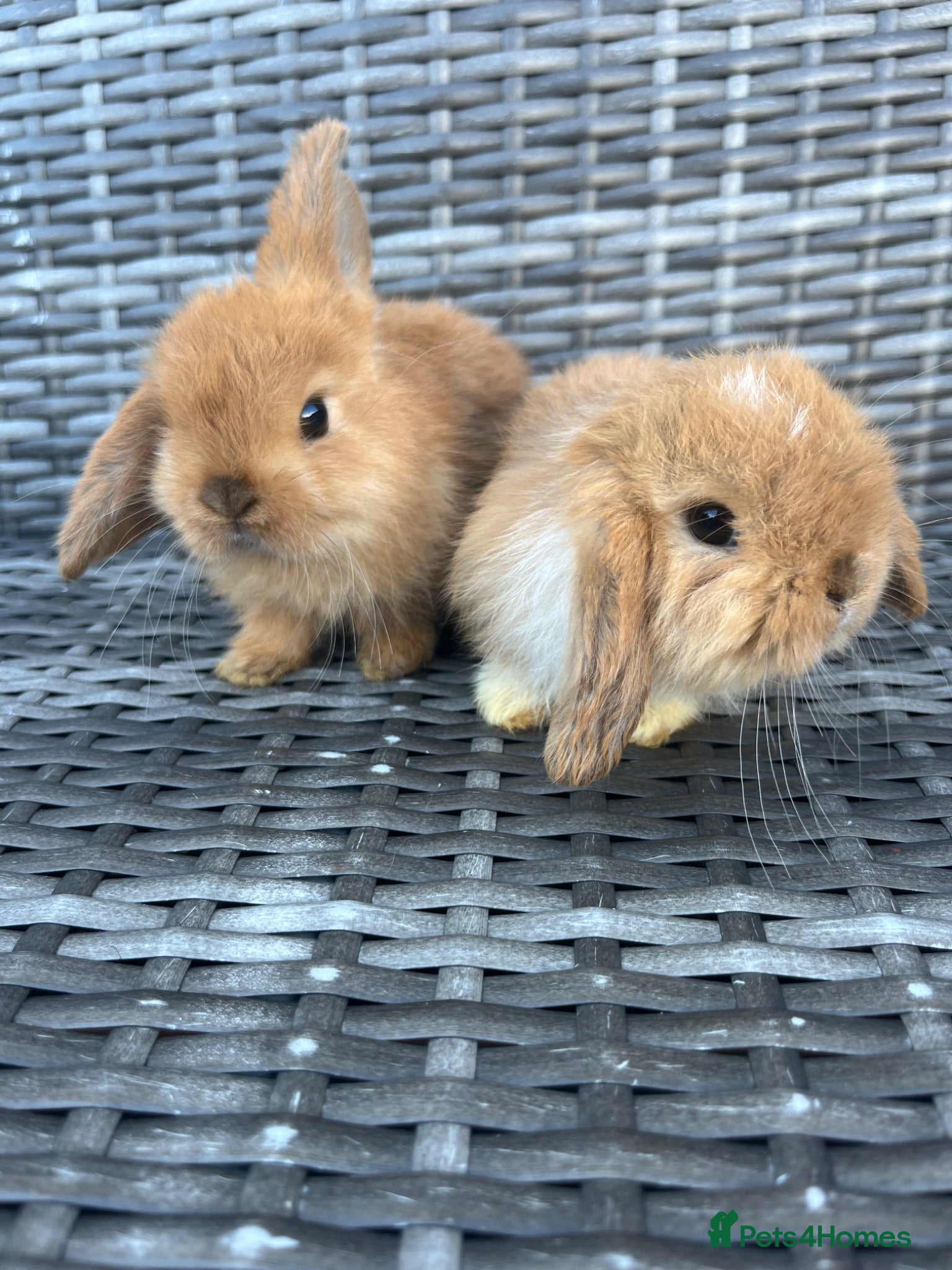 Mini Lop rabbits 🐰Pure Bred (7w old) Mini Lop Babies - Advert 1