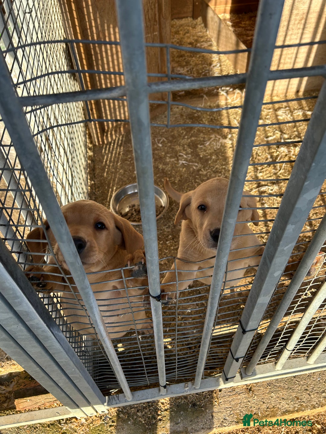 Labrador Retriever dogs for sale: Fox Red Labrador Puppies for Sale - Advert 29