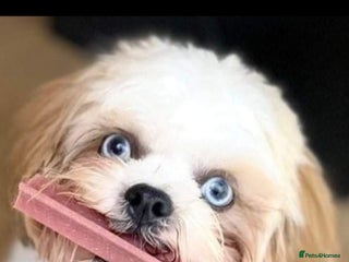 Shih Tzu dogs in Cwmbran - Advert 33