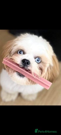 Shih Tzu dogs Shihion stud in Cwmbran - Advert 1