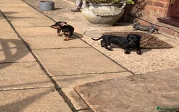 Miniature Dachshund dogs for sale: Beautiful mini daxi puppies pra clear READY NOW - Image 15