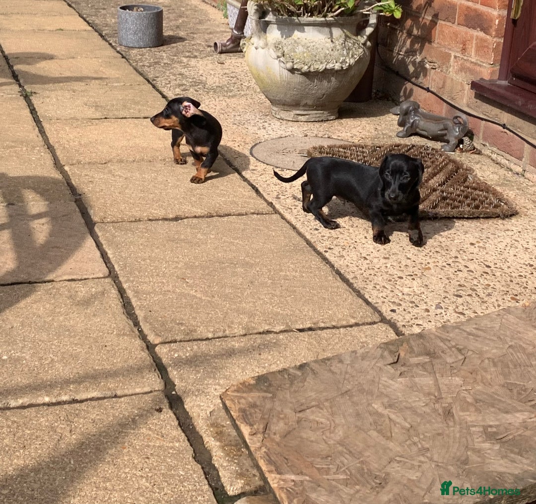 Miniature Dachshund dogs for sale: Beautiful mini daxi puppies pra clear READY NOW - Image 15