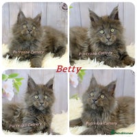 Maine Coon cats - Advert 10