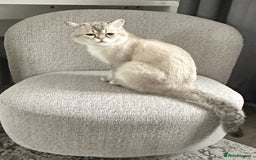 Scottish Fold cats for stud: Scottish straight  - Image 5