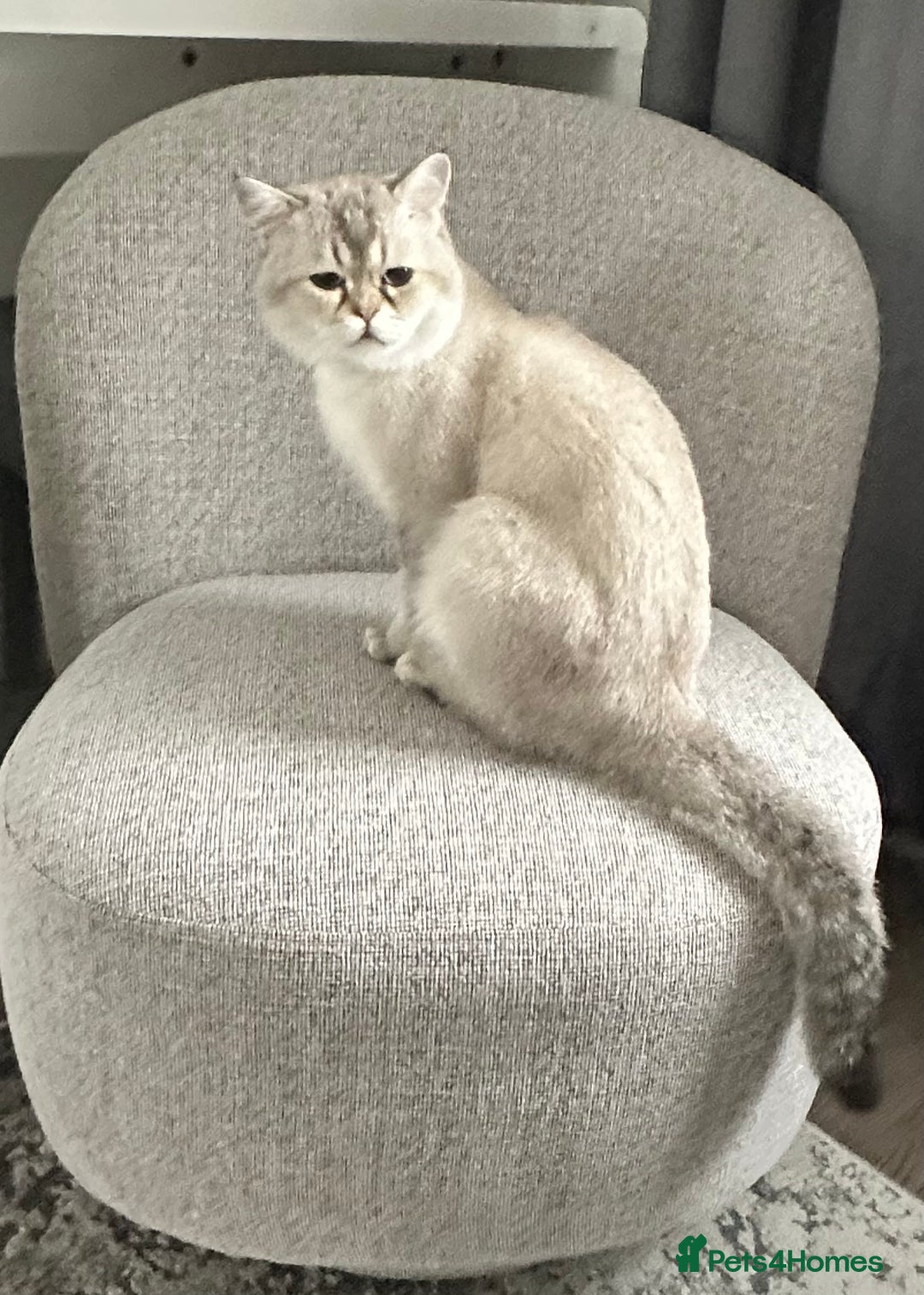 Scottish Fold cats for stud: Scottish straight  - Image 5