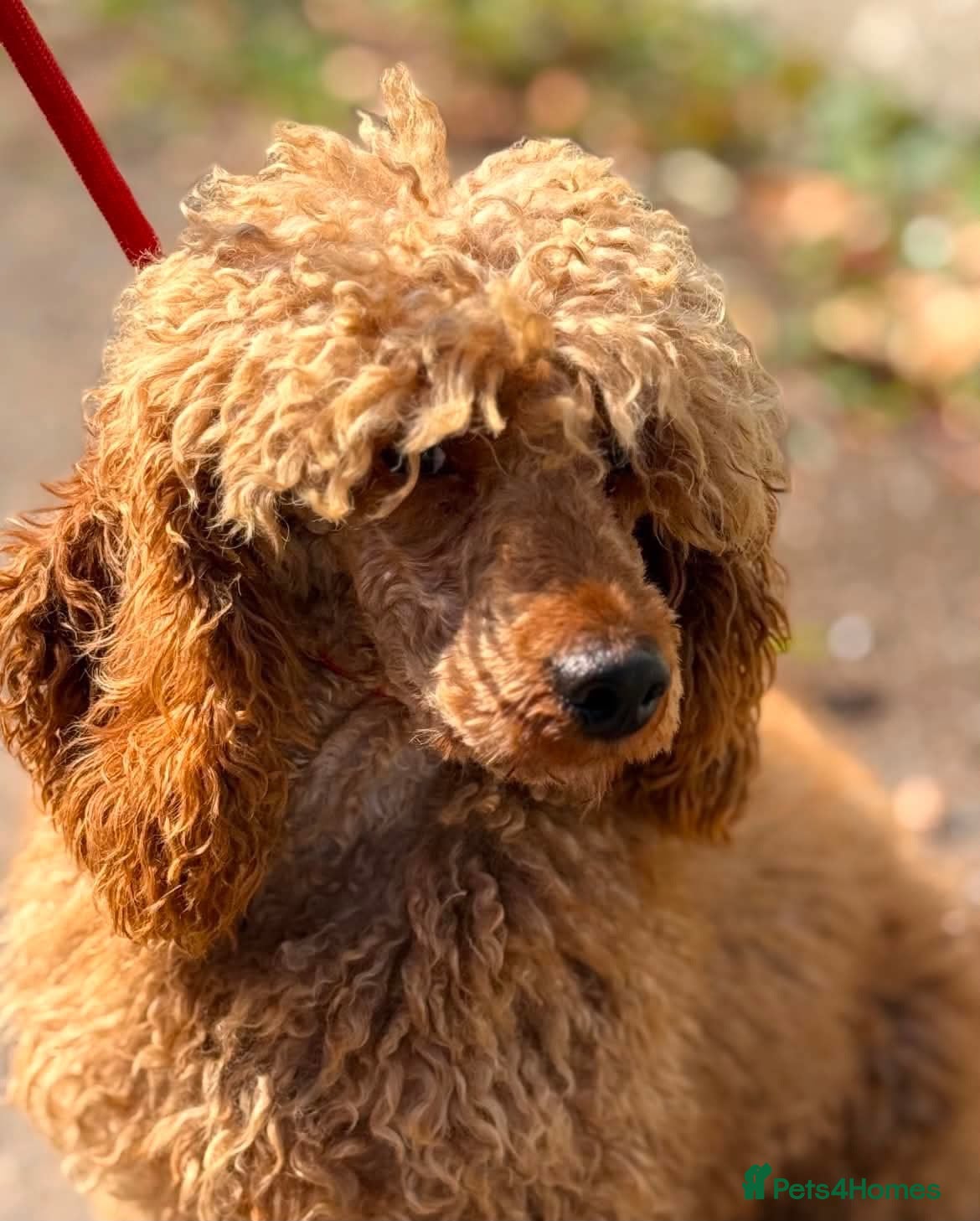 Poodle dogs Red is looking for a loving home  - Advert 3