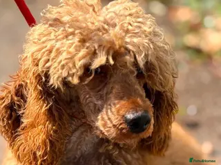 Poodle dogs Red is looking for a loving home - Advert 3