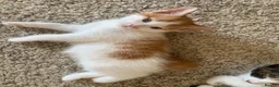 Mixed Breed cats for sale: Ready to go. Two girls and a boy Kuril bobtail mix - Advert 4
