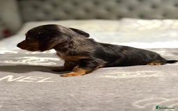 Dachshund dogs for sale: Beautiful dachshunds - Image 15