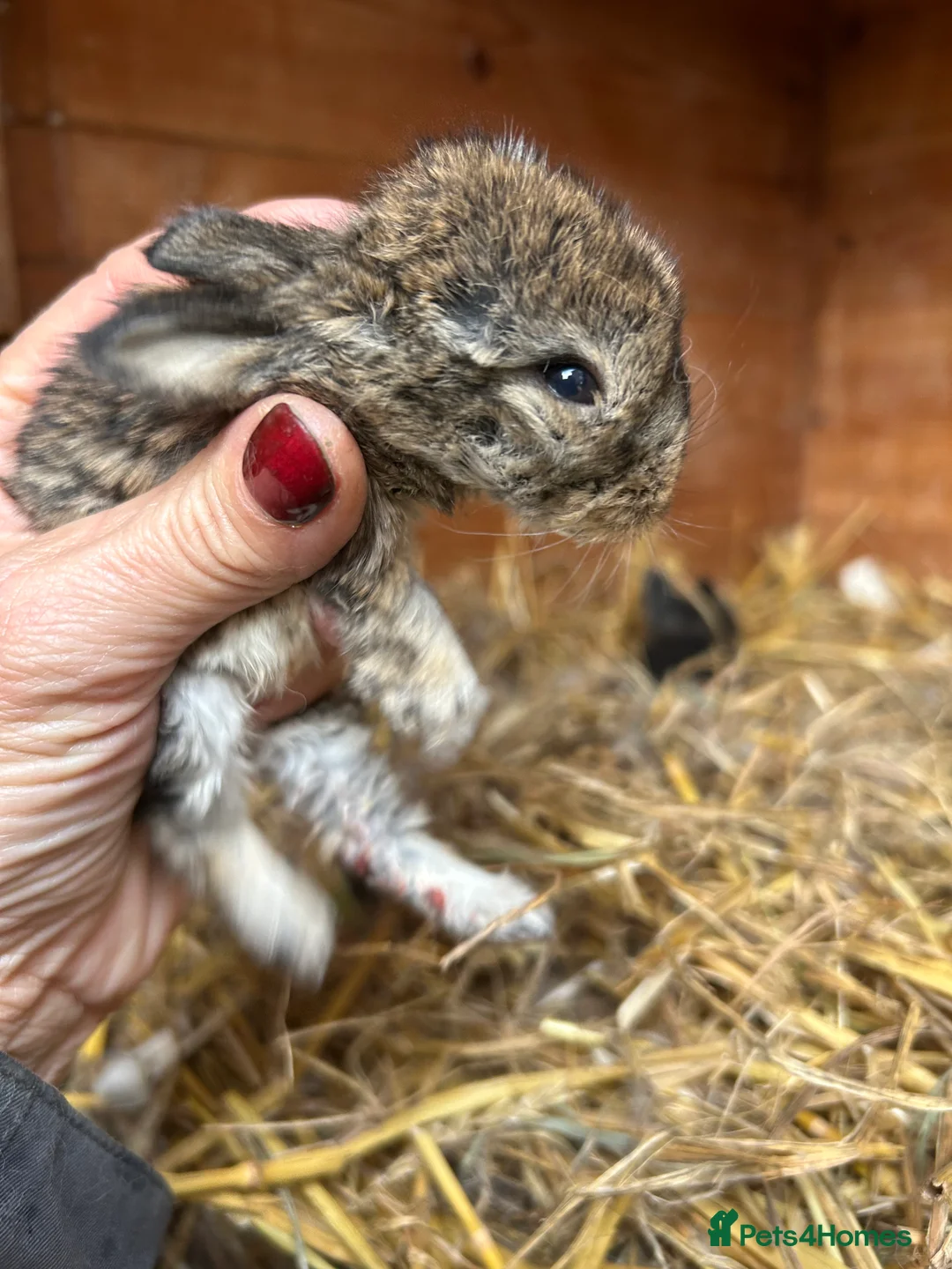 Mini Lop rabbits for sale: Beautiful baby mini lop bunnies ready March  - Advert 19