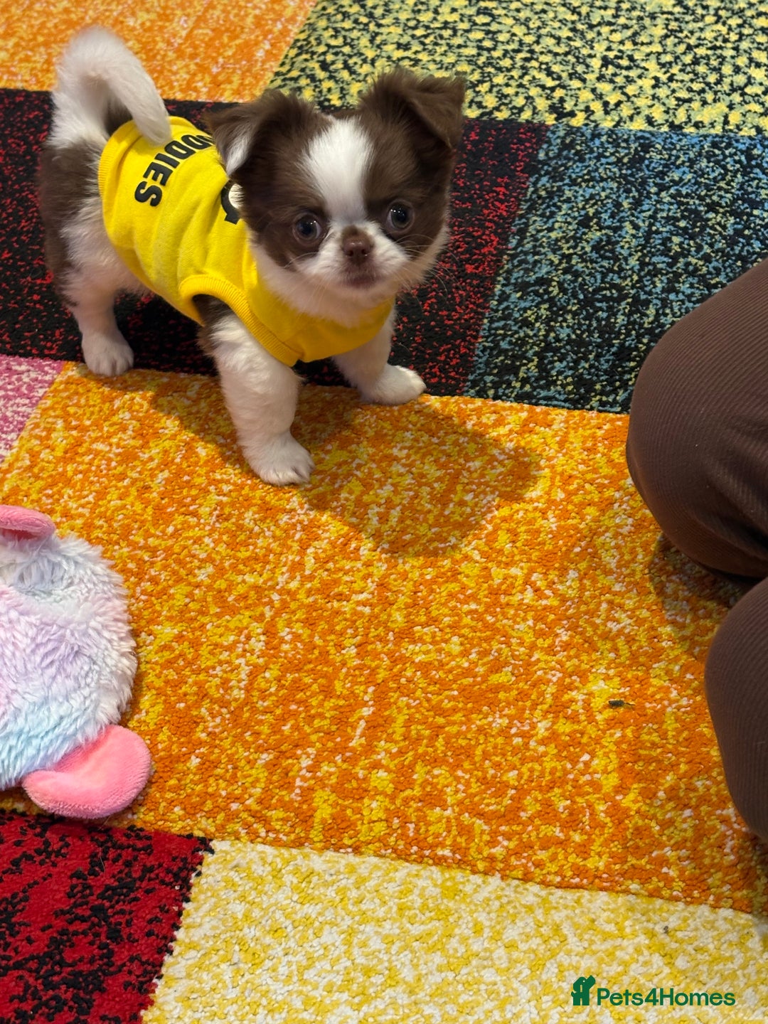 Chihuahua dogs for sale: Long haired Russian Chihuahua - Image 6