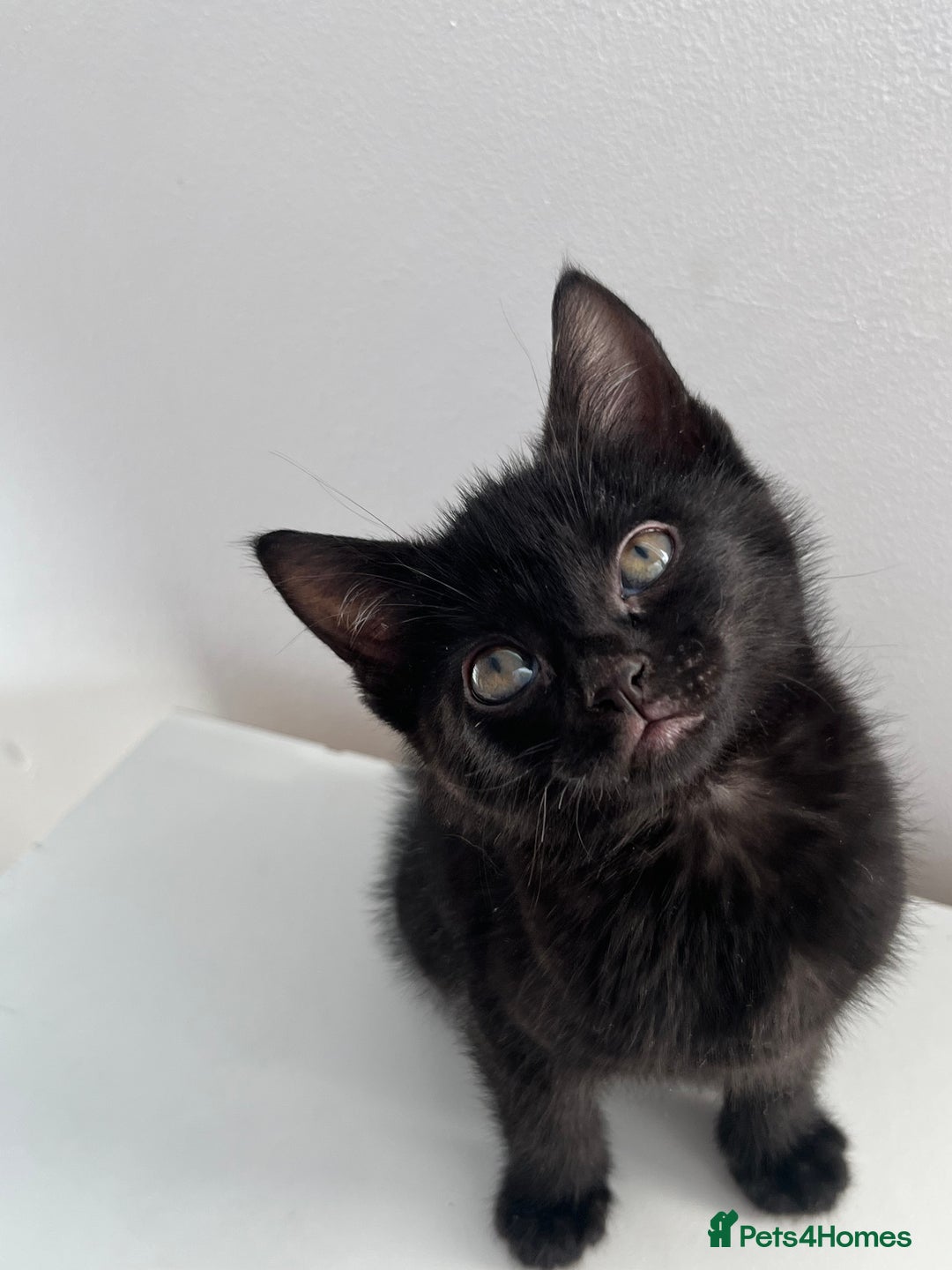 Sphynx cats for sale: 2 left! Sphynx elf X British short hair  - Advert 4