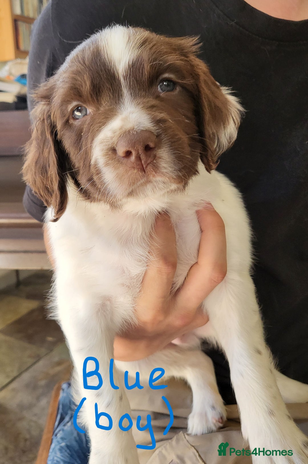 English Springer Spaniel dogs for sale: Working English Springer Spaniel Puppies - Image 5