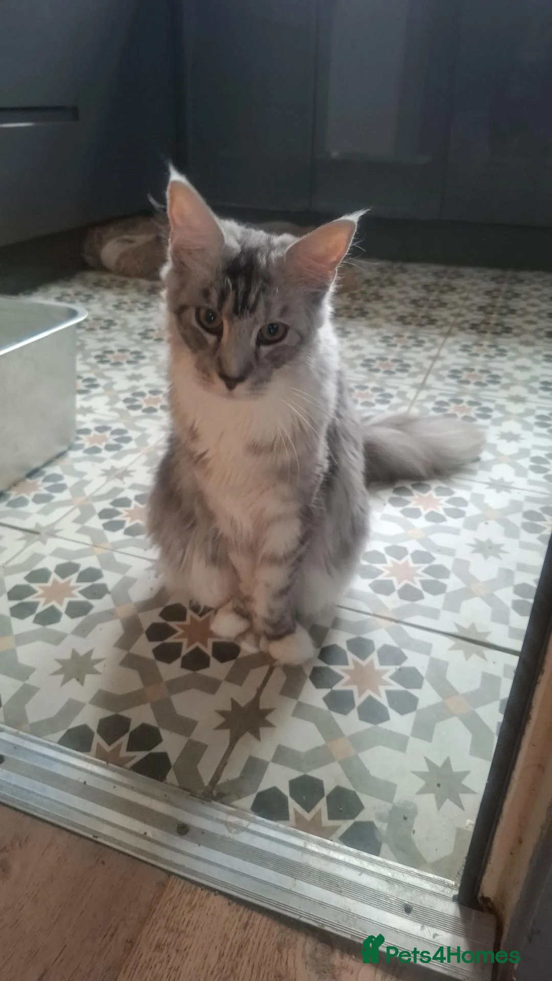 Maine Coon cats for sale: Tica registered polydactyl Maine coon - Advert 4