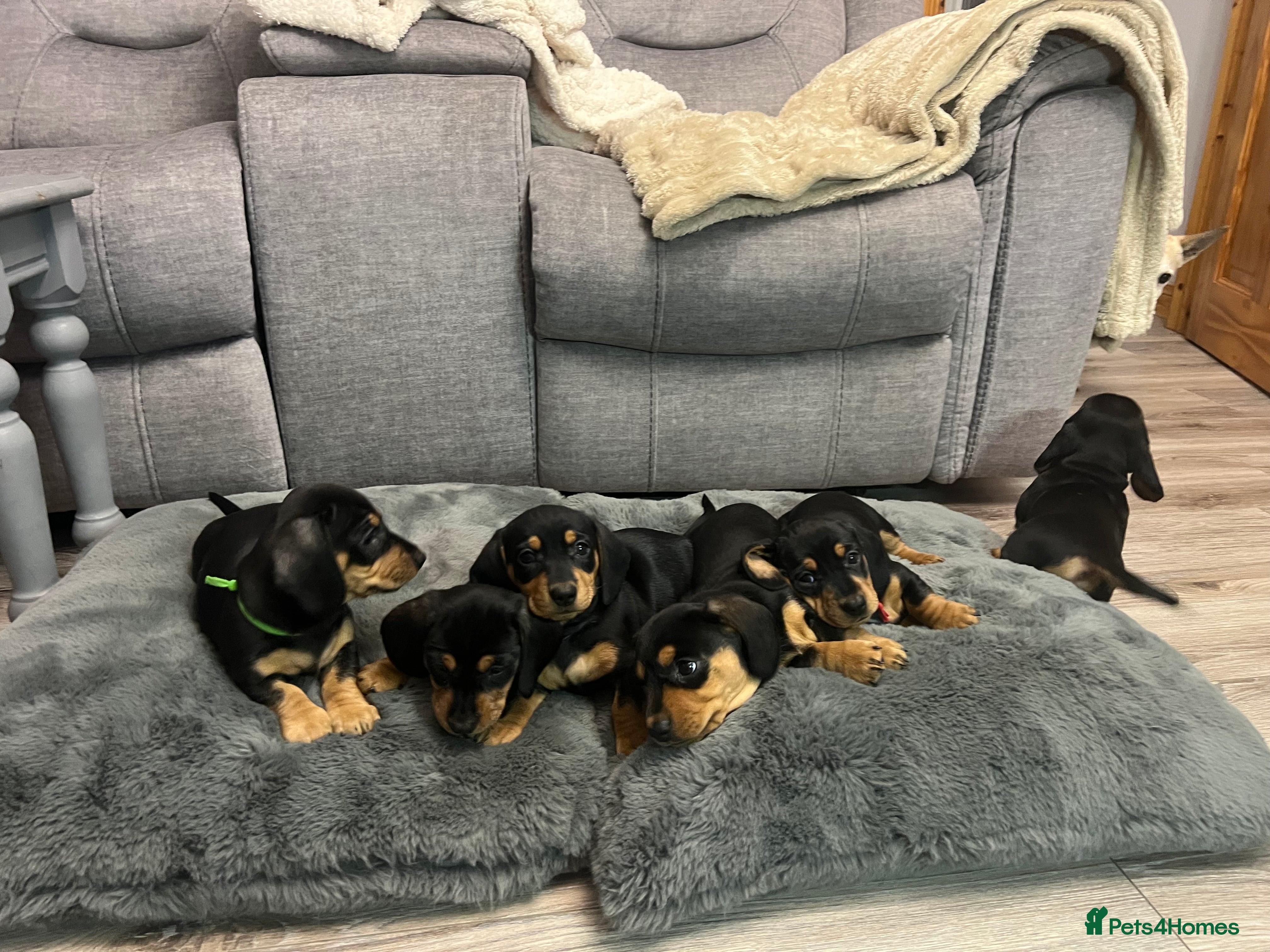 Dachshund dogs Adorable Dachshund puppies 4 boys 2 girls - Advert 3
