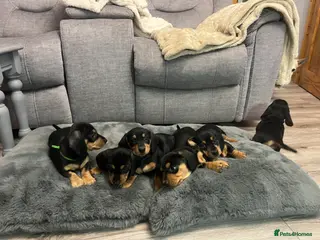 Dachshund dogs Adorable Dachshund puppies 4 boys 2 girls - Advert 3