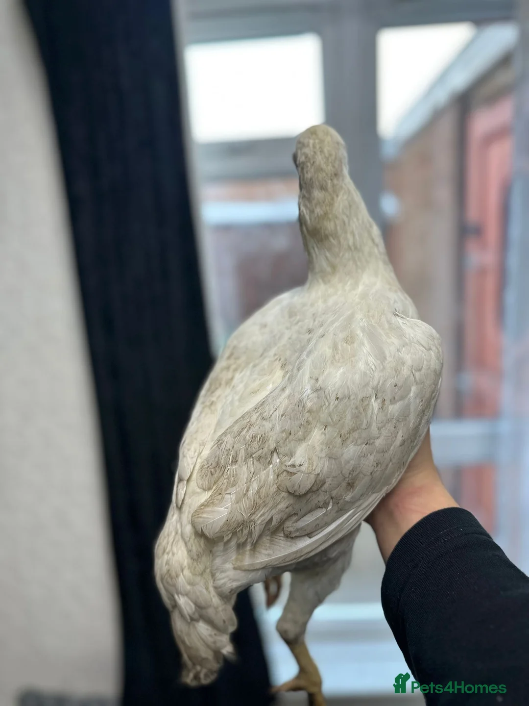 Hens poultry for sale: Aseel and Shamo hens  - Advert 4