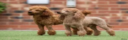 Maltese dogs for stud: Donnajays 5* PROVEN, HEALTH TESTED & PROFESSIONAL - Advert 1