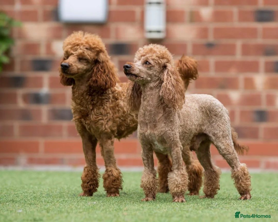 Maltese dogs for stud: Donnajays 5* PROVEN, HEALTH TESTED & PROFESSIONAL - Advert 1