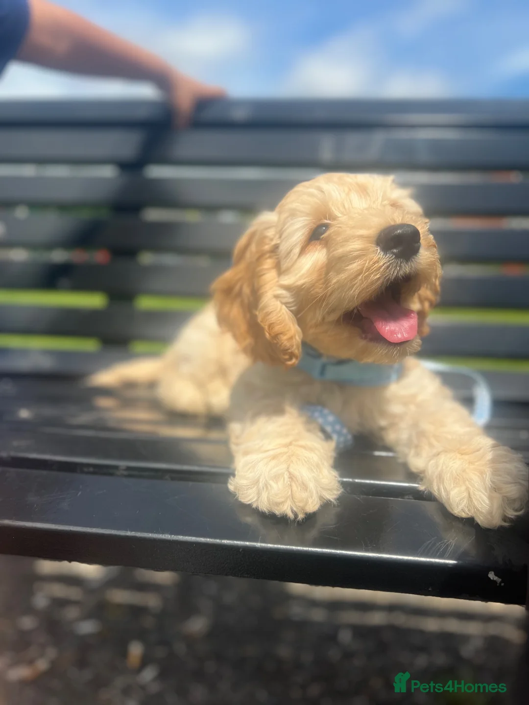 Cockapoo dogs for sale: Cockapoo puppy for sale – Cappuccino colour 🤎🤎 - Advert 2