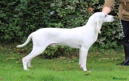 Mixed Breed dogs for sale: Rare Porcelaine Hound Puppies - Image 5