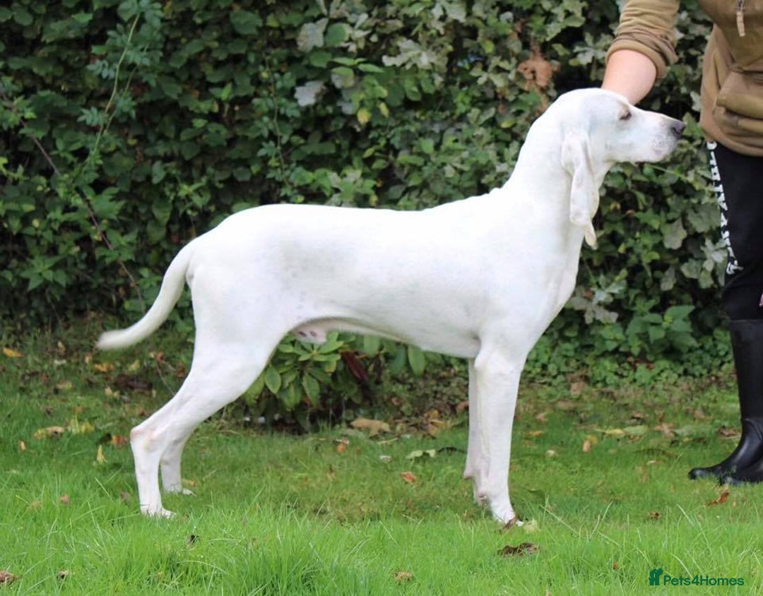 Mixed Breed dogs for sale: Rare Porcelaine Hound Puppies - Image 5